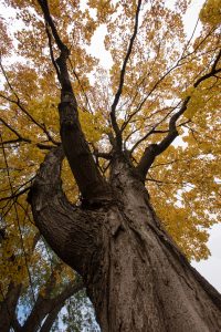 This maple provides imspiration